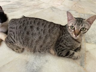 PF125973 - Tabby Cat