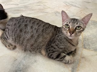 PF125973 - Tabby Cat