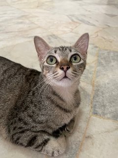 PF125973 - Tabby Cat