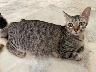 PF125973 - Tabby Cat