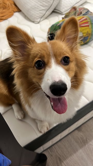 Coffee - Corgi Dog