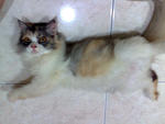 Oleo - Domestic Long Hair Cat