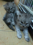 Dania -  + Domestic Long Hair Cat