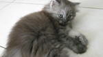 Dania -  + Domestic Long Hair Cat