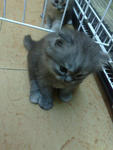 Dania -  + Domestic Long Hair Cat