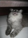 Dania -  + Domestic Long Hair Cat