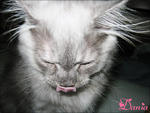 Dania -  + Domestic Long Hair Cat