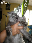 Dania -  + Domestic Long Hair Cat