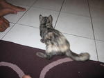 Baby Comot - Domestic Medium Hair Cat