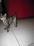 Baby Comot - Domestic Medium Hair Cat