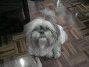 Foo Foo - Shih Tzu Dog