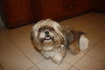 Foo Foo - Shih Tzu Dog