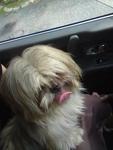 Foo Foo - Shih Tzu Dog