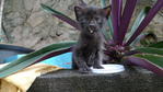 kitten tis age stil bottle feeding.. MIKA tried to drink on its own... 