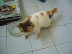 Dragon - Calico Cat