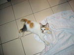 Dragon - Calico Cat