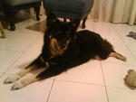 Sara - Spitz Mix Dog