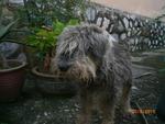 Happy - Schnauzer Dog