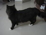 Zorro - Persian Cat