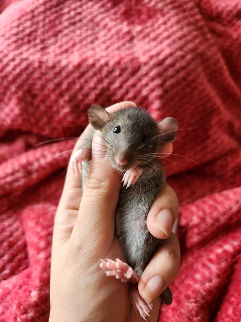 Dumbo Rat Pups - Rat Small & Furry