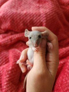 Dumbo Rat Pups - Rat Small & Furry