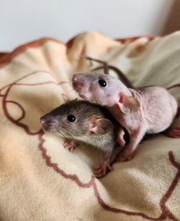 Dumbo Rat Pups - Rat Small & Furry