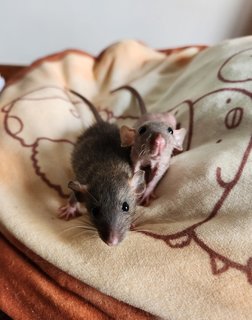 Dumbo Rat Pups - Rat Small & Furry