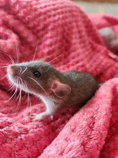 Dumbo Rat Pups - Rat Small & Furry