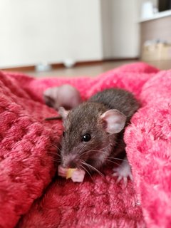 Dumbo Rat Pups - Rat Small & Furry