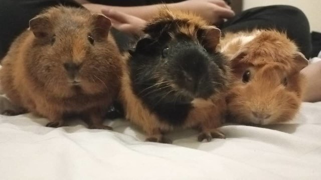 Teddy,rose - Guinea Pig Small & Furry