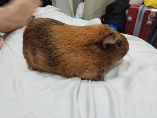 Teddy,rose - Guinea Pig Small & Furry