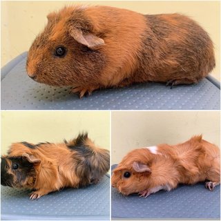 Teddy,rose - Guinea Pig Small & Furry