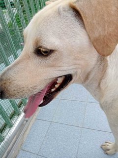 Marley - Labrador Retriever Mix Dog