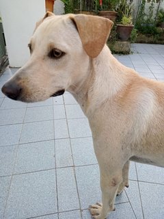 Marley - Labrador Retriever Mix Dog