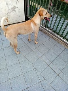 Marley - Labrador Retriever Mix Dog