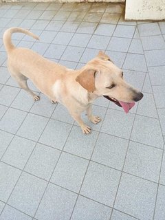 Marley - Labrador Retriever Mix Dog