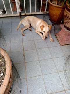 Marley - Labrador Retriever Mix Dog