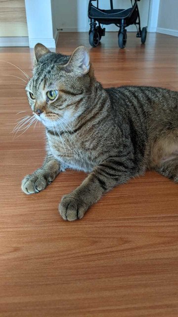 Belang - British Shorthair Cat