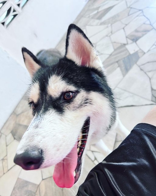 Greyson - Siberian Husky Dog