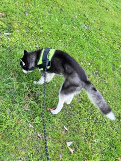 Greyson - Siberian Husky Dog