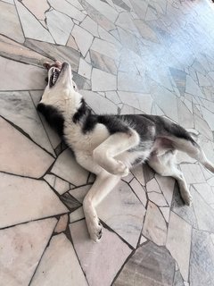 Greyson - Siberian Husky Dog