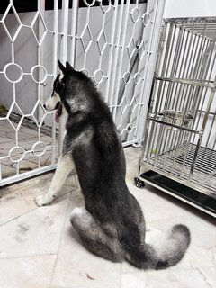 Greyson - Siberian Husky Dog