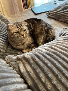 Pudra - Scottish Fold Cat