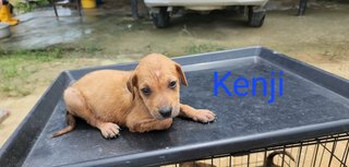 Kenji - Mixed Breed Dog