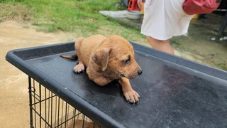 Kenji - Mixed Breed Dog