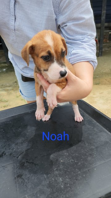 Noah - Mixed Breed Dog