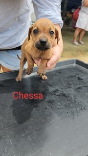 Chessa - Mixed Breed Dog