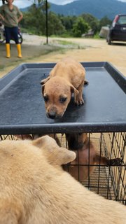 Chessa - Mixed Breed Dog