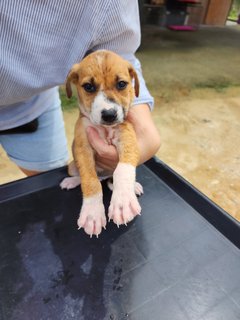 Harry - Mixed Breed Dog