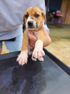 Harry - Mixed Breed Dog